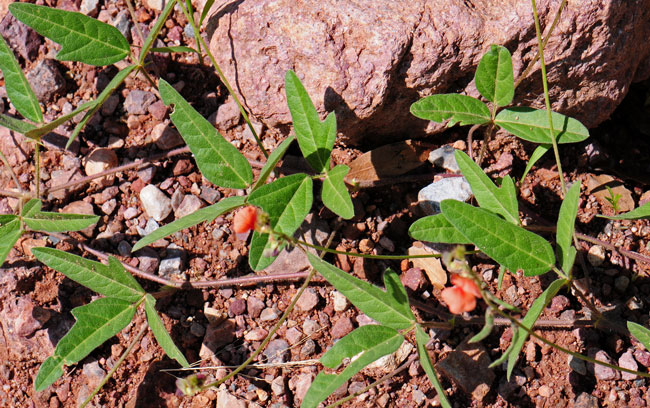 Macroptilium gibbosifolium, Variableleaf Bushbean, Southwest Desert Flora
